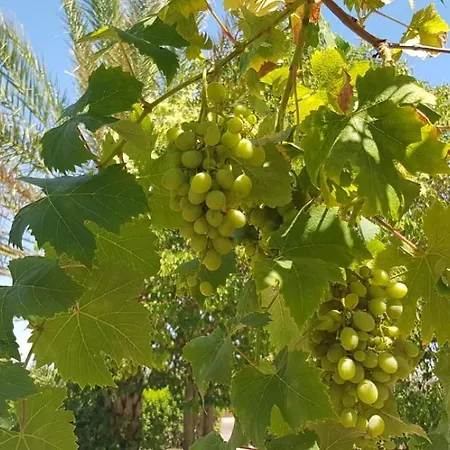 Tra Gli Ulivi Vila